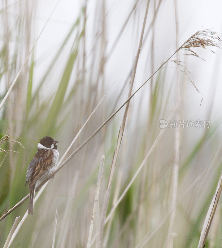 普通芦苇Bunting (Emberiza schoeniclus)雄性